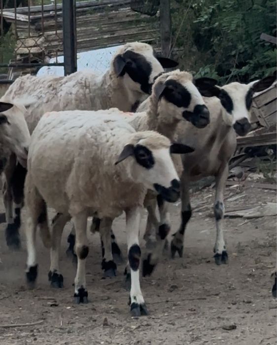 Продават се овце
