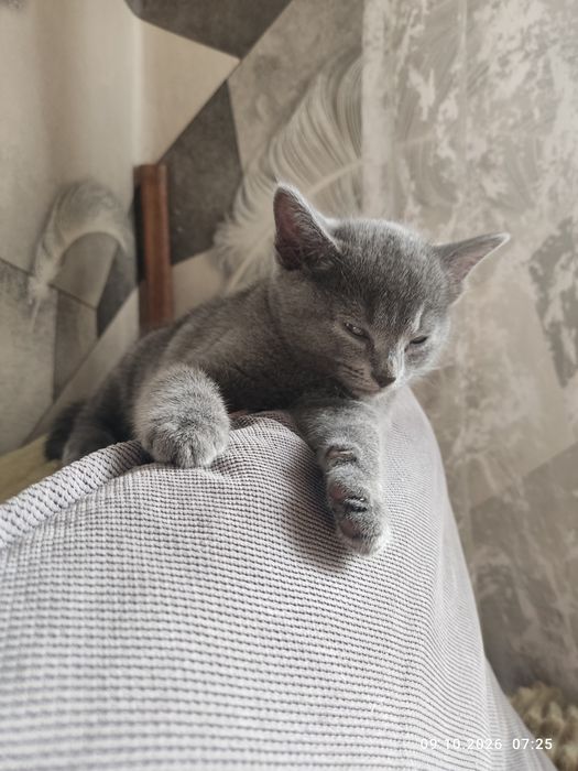 Отдам в добрые руки