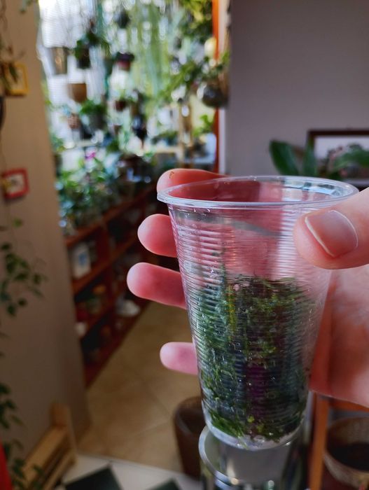 Растения за аквариум