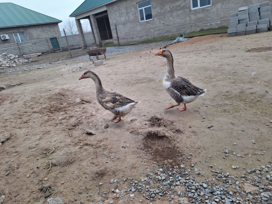 Российски қаз/гус