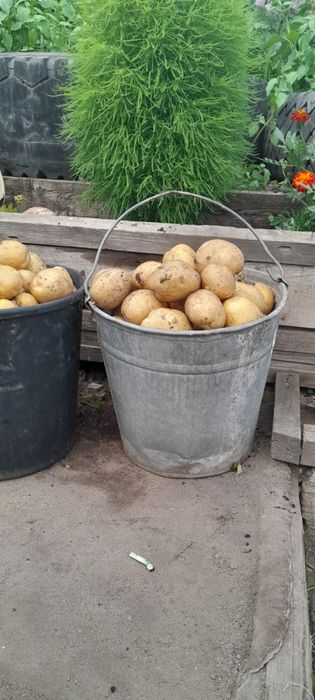 Молодой картофель