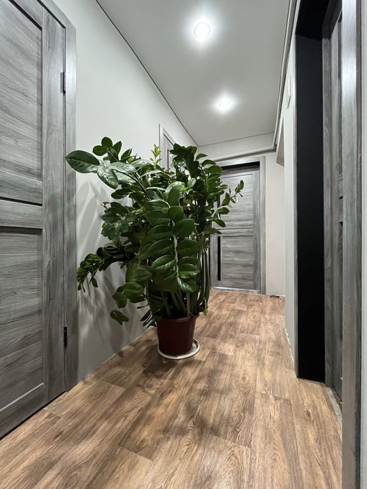 Замиокулькас (Долларовое дерево)