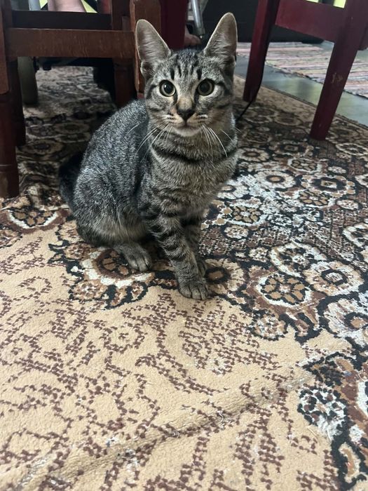 Ofer spre adopție  un motănel și o pisicuța