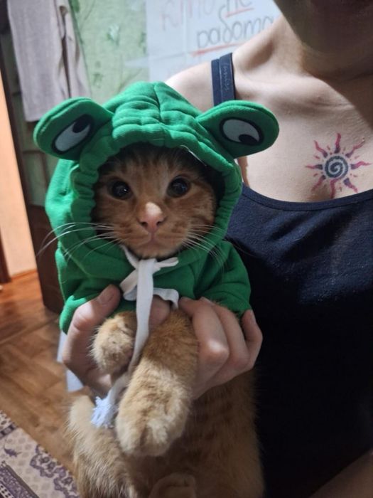 !Разыскивается рыжий кот!