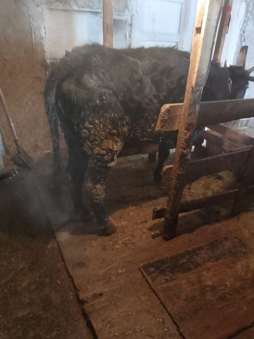 Продам жирных телок