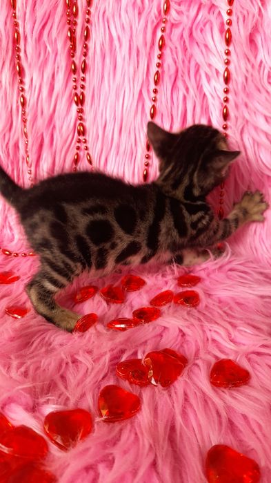 чистокровная бенгальская девочка