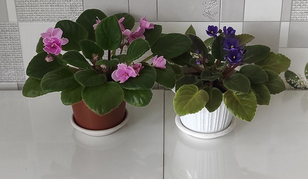 Продам комнатные цветы.