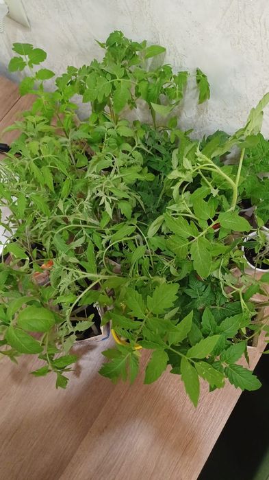 Продаю рассаду в стаканчиках