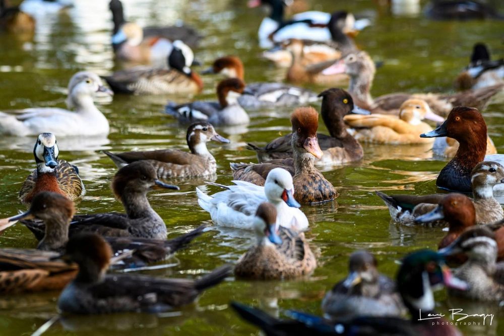 Vând rate mandarin, carolin, ferestras, gaste, Lebede,pasari  exotice