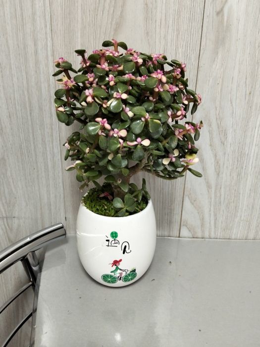 Продам денежное дерево