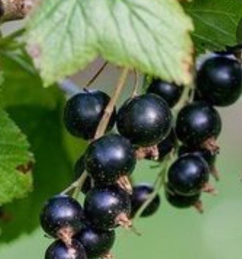 Vand coacaz auriu/ mirositor la ghiveci