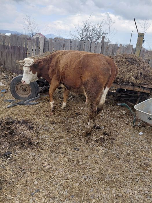 Vând vaca jenstanta