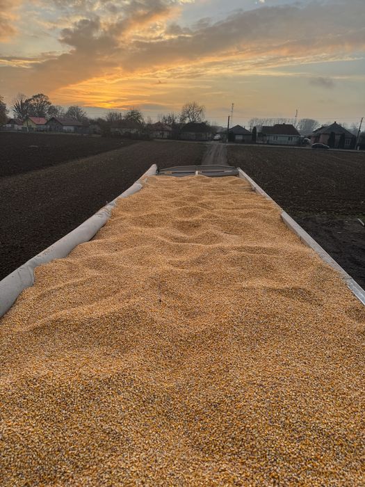 Porumb boabe umiditate 14%