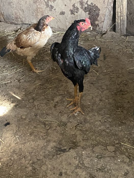 Tozza qon oshamo jujaxurozi sotiladi srochniga