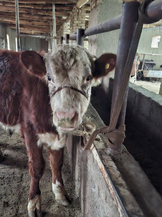 Гренфорд бузола сотилади