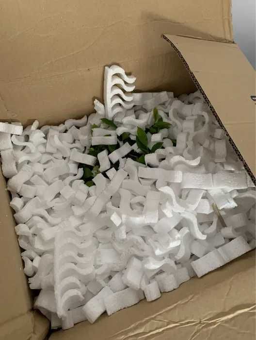 Portulacaria Afra bonsai