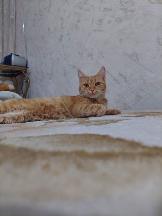 Отдам в добрые руки.