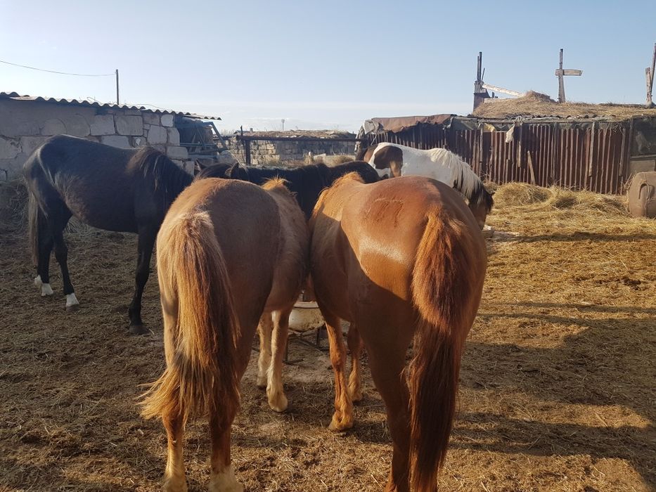 Продаю лошадей кобылки 2 года