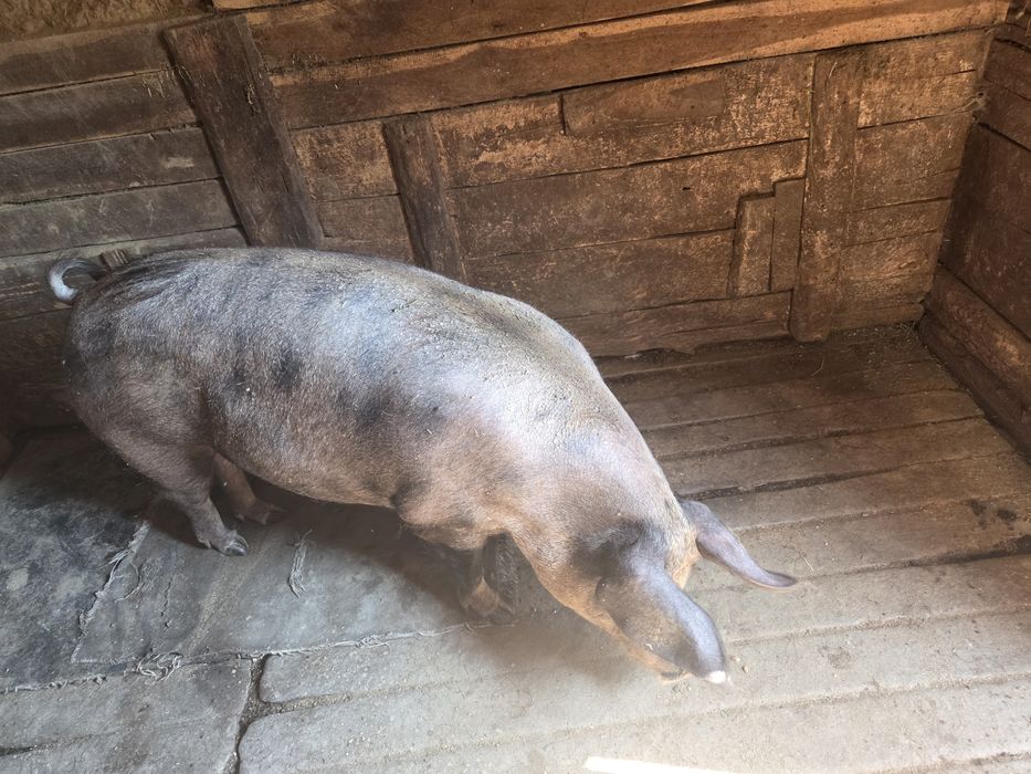 Vând Capră de carne