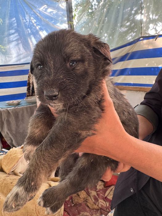 Животные собаки щенки