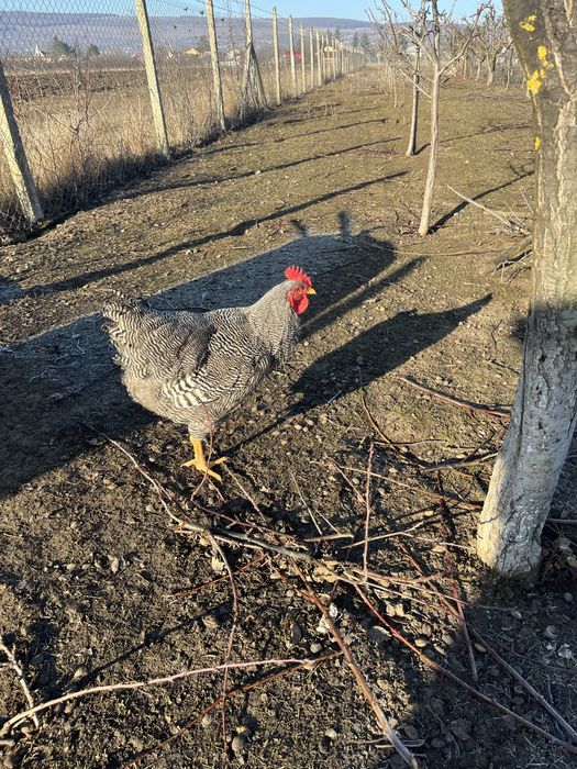 Doi cocoșii Plymouth Rock Barat