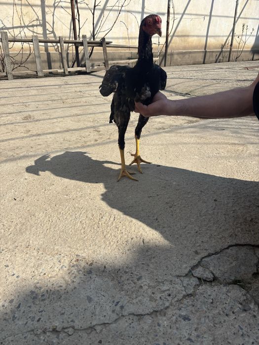 Даканы 5 меяцячние