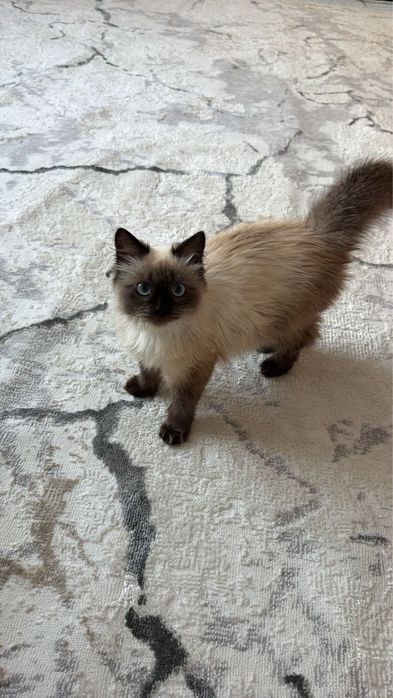 Отдам в добрые руки