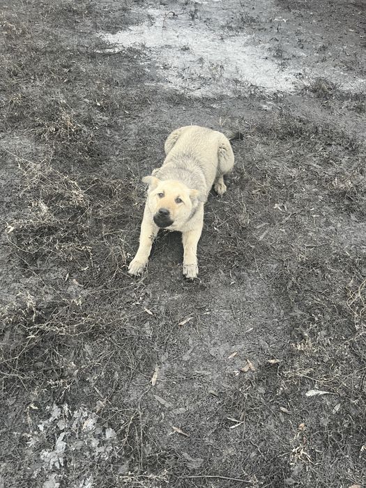 Ищем добрый дом!