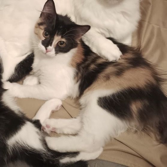 Отдам в добрые руки котят