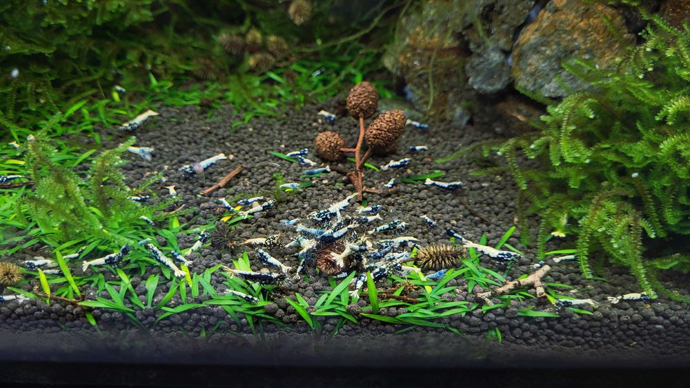 Galaxy Caridina din linie Boa – 10 creveți + 5 bonus