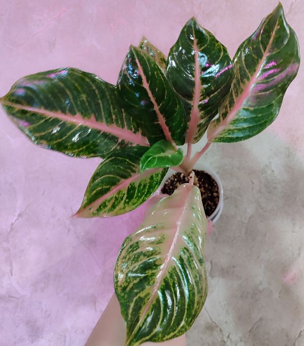 Тайские Аглаонемы