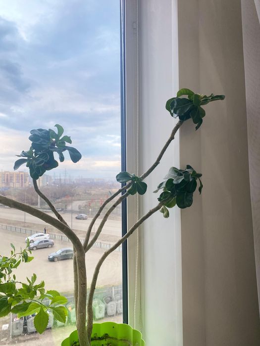 Комнатные цветы разные