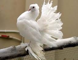 Фазаны куры голуби