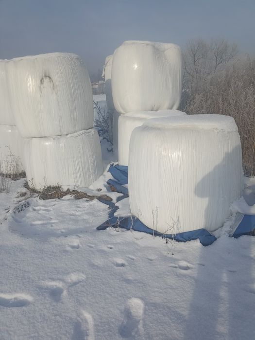 Baloti lucernă infoliatii