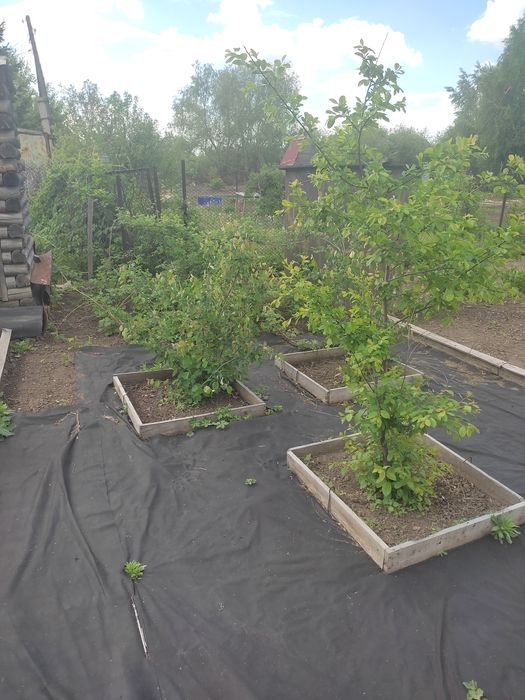 Продам дачу Колос 6 соток