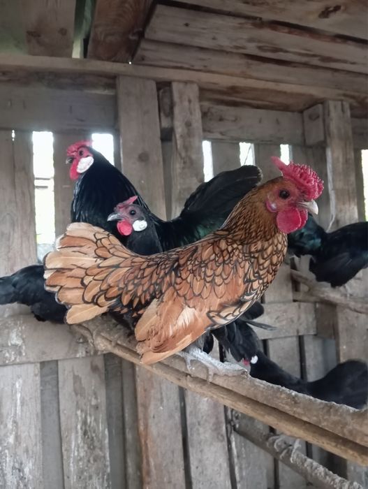 Золотой сибрайт .