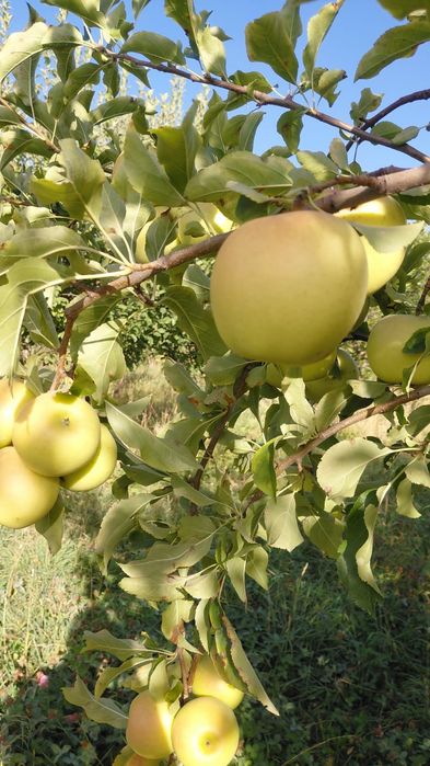 Продам яблоки американка и золотой
