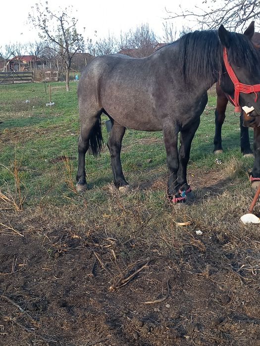 Manza de 3 ani ,mucedă