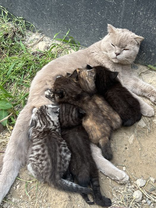 Животные котята