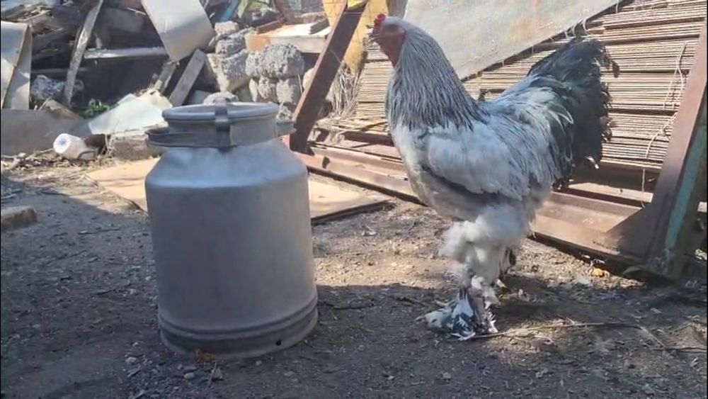 Продается петух Брама