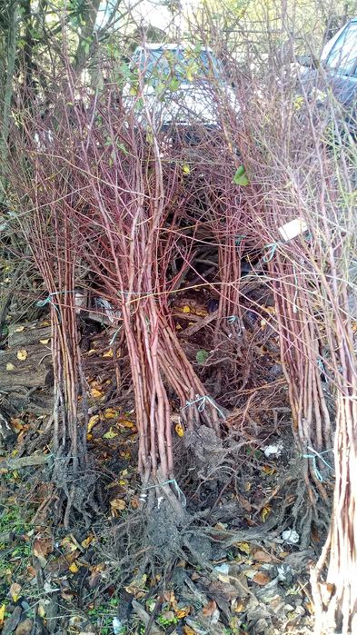 Овощни дръвчета - 10плюс1