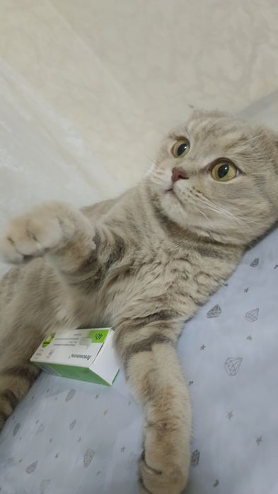 Отдам бесплатно кошку