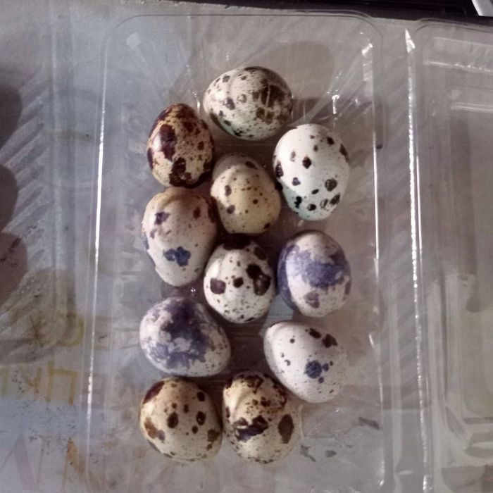 Bedona Bedana tuxumlari
