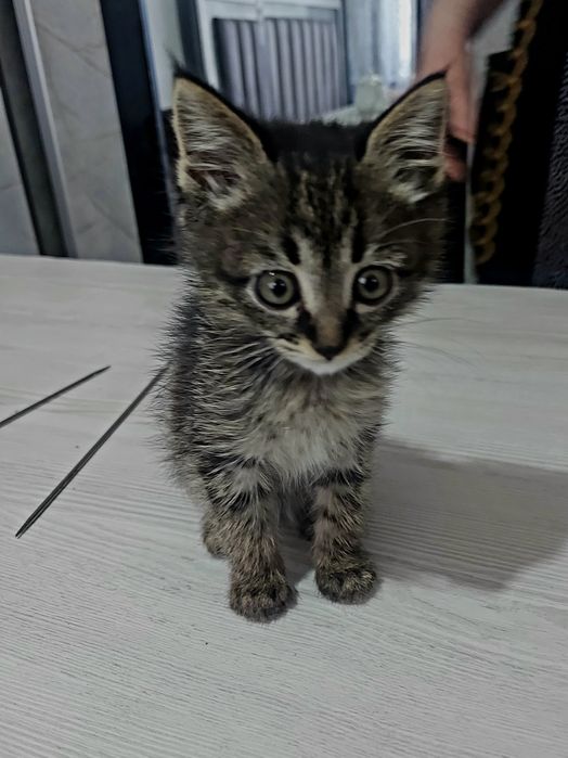 Игривые и милые котята