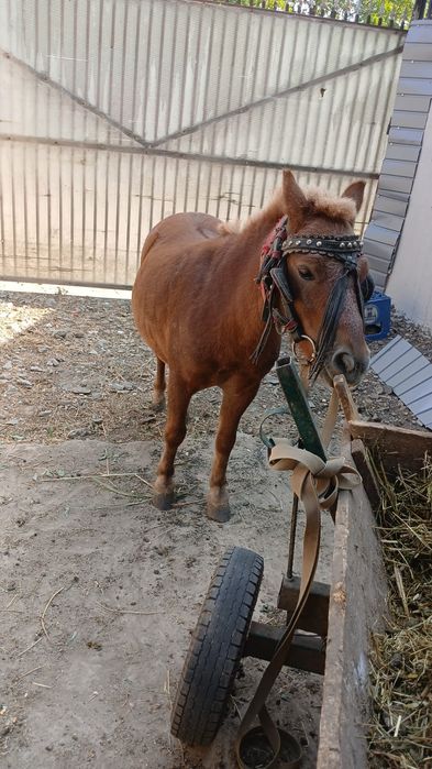 Ponei talie mică