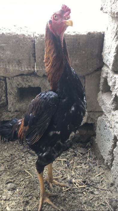 Тоза қон япон хуроз сотилади