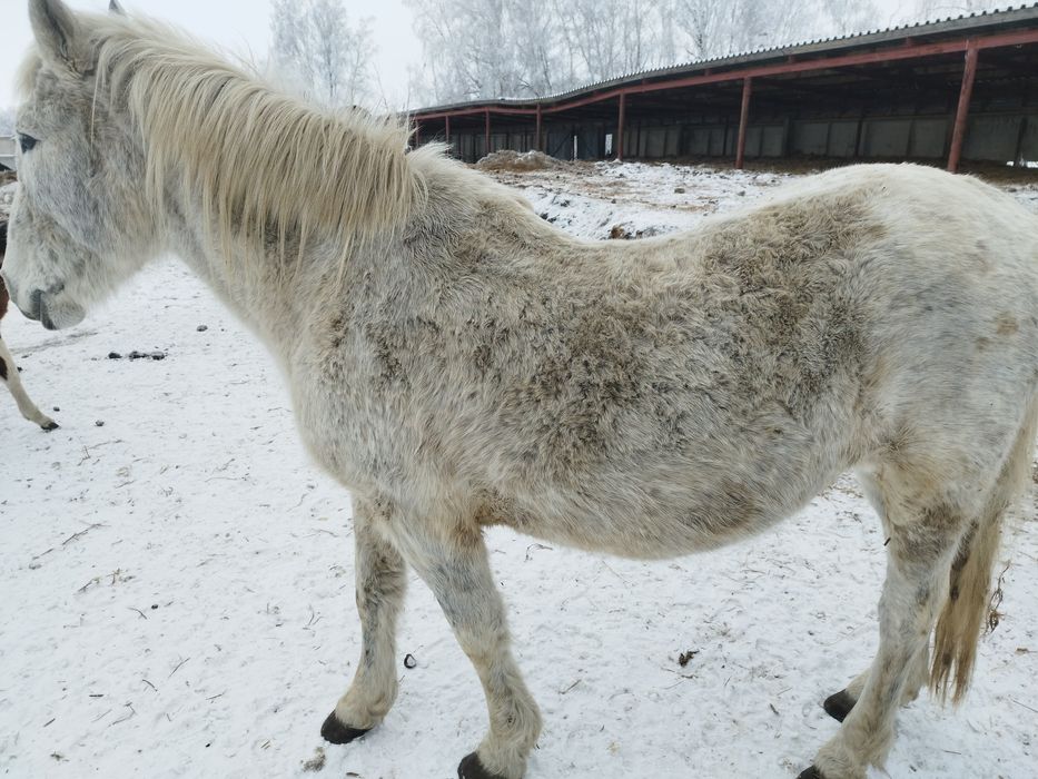 Продам кобылу...