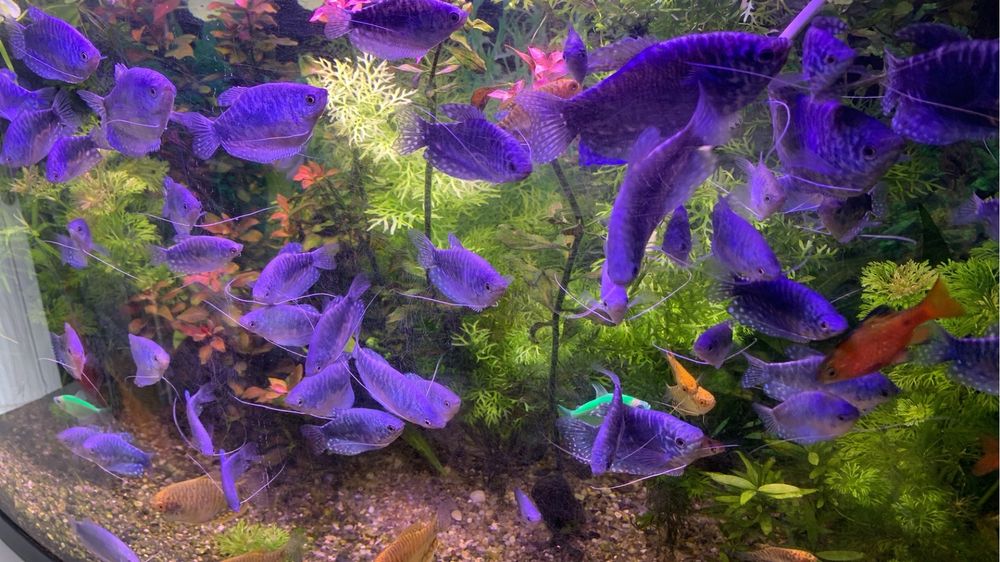 Plante /pachet generos