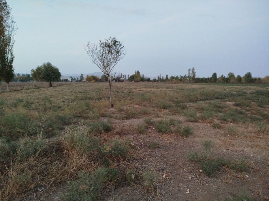 Toza yer joyi tomorqa