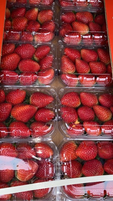 Клубнтка в розницу и оптом